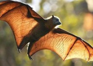 Cell重磅：蝙蝠能携带大量病毒的原因—已经进化出能够耐受大量病毒序列的机制