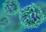 同期两篇Cell论文，类器官+单细胞分析，揭示这种人类健康细胞实际是癌症“卧底”