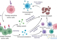 哈佛大学：如何将癌细胞转化为癌症疫苗?