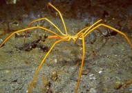 海蜘蛛用4.5亿年漫长进化证明：只要足够废物，就不存在天敌！