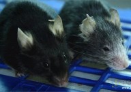 表观遗传学的 “重启 ”逆转了小鼠的衰老 可以延长寿命