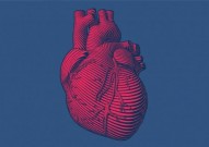 Nature重磅突破：华人学者首次证实，改变心肌细胞能量代谢，可实现心脏再生
