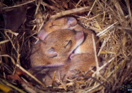 Nature关注：日本教授林克彦创造出有两个父亲的小鼠，并且能正常成长和生育