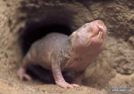 不得癌症的神奇动物“裸鼹鼠”，时隔十年再登《自然》！