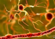 Nature重磅：结束多年争议，这种新发现的特殊神经细胞为大脑健康和治疗带来巨变