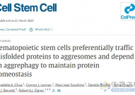 发现干细胞清理蛋白质垃圾的特殊机制，或为防治老年疾病带来新希望！
