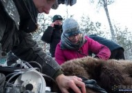 Science：为什么熊冬眠这么长的时间，却没有发生静脉血栓？