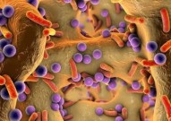 你体内的强大战斗力：Science子刊揭示肠道微生物组如何响应并适应抗生素暴露