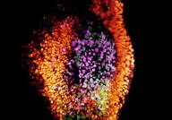 Cell封面：王红梅团队等利用食蟹猴胚胎体外培养模型，揭示灵长类早期神经胚发育特征