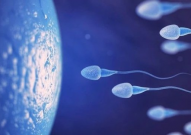Nature：雄性精子中生殖细胞特异性核糖体可控制雄性生育能力