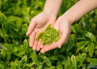 绿茶为什么能抗肿瘤？Nature子刊发现新证据：绿茶中富含的化合物可减缓肿瘤生长！