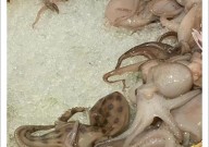有剧毒！火锅店惊现蓝环章鱼，常见有毒食物还有哪些？