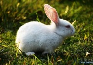 兔年说兔：兔子是如何称霸澳洲，泛滥成灾的？