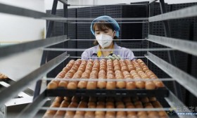 藏在鸡蛋里的致病细菌沙门氏菌，一年引起国人肠胃炎九千余万次