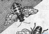 60多年前一次实验疏忽，造就了一支基因变异生物大军“杀人蜂”