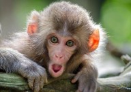 注射“长寿”蛋白，能增强猴子认知功能？