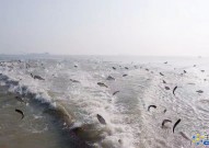 【十年禁渔】湖南水生生物资源呈现可喜变化
