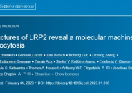 首个最清晰的LRP2蛋白结构亮相Cell，有望为阿尔茨海默病等提供新靶点