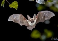 蝙蝠“超能力”大揭秘！从基因视角探索蝙蝠飞行与免疫奥秘