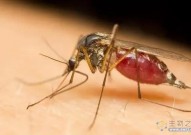 美国生物武器？24亿只转基因蚊子被释放到大自然，目的何在?