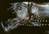 为什么深海鱼看起来像外星人？极端环境进化出独特的特征