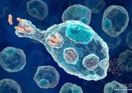 Nature发现一种以前未知的机制：这种免疫细胞有助于防止T细胞攻击人体！