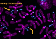 Cell子刊意外发现：一种新的非常年轻的染色体