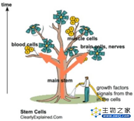 实际应用中，干细胞和免疫细胞怎么选？怎么用？